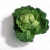 Cabbage 