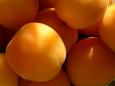 Apricots
