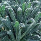 Cavolo Nero